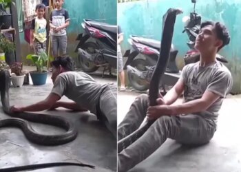 Boy Started Dancing With King Cobra In His Hand: Video Of Boy Dancing While Playing With King Cobra Python Snake Video