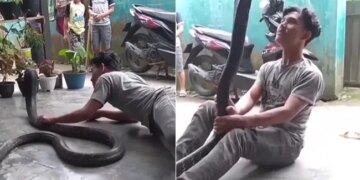 Boy Started Dancing With King Cobra In His Hand: Video Of Boy Dancing While Playing With King Cobra Python Snake Video