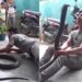 Boy Started Dancing With King Cobra In His Hand: Video Of Boy Dancing While Playing With King Cobra Python Snake Video