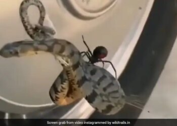 Dangerous Snake Caught In The Web Of Black Widow In Texas Watch Shocking Video