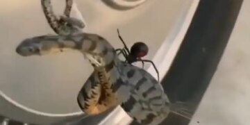 Dangerous Snake Caught In The Web Of Black Widow In Texas Watch Shocking Video