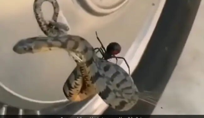 Dangerous Snake Caught In The Web Of Black Widow In Texas Watch Shocking Video