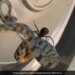 Dangerous Snake Caught In The Web Of Black Widow In Texas Watch Shocking Video