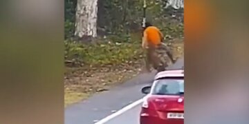 Leopard Attacked A Man Going On A Bicycle Jumped Up From Behind Then This Happened Old Video Viral