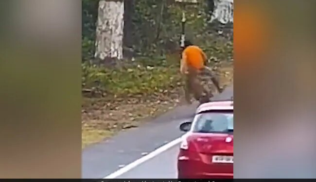 Leopard Attacked A Man Going On A Bicycle Jumped Up From Behind Then This Happened Old Video Viral