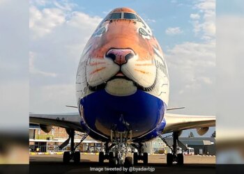 This Special Plane Will Bring Cheetahs From Namibia To India On September 17