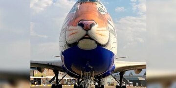 This Special Plane Will Bring Cheetahs From Namibia To India On September 17