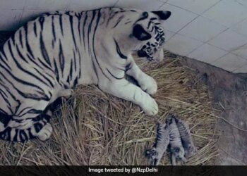 Congratulations Delhi: White Tigress Gave Birth To Three Cubs In Delhis Zoo, People Said – Welcome – बधाई हो दिल्ली: दिल्ली के चिड़ियाघर में सफेद बाघिन ने तीन शावकों को जन्म दिया, लोगों ने कहा