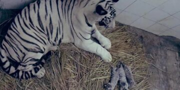 Congratulations Delhi: White Tigress Gave Birth To Three Cubs In Delhis Zoo, People Said – Welcome – बधाई हो दिल्ली: दिल्ली के चिड़ियाघर में सफेद बाघिन ने तीन शावकों को जन्म दिया, लोगों ने कहा
