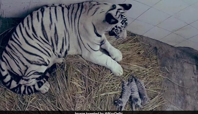 Congratulations Delhi: White Tigress Gave Birth To Three Cubs In Delhis Zoo, People Said – Welcome – बधाई हो दिल्ली: दिल्ली के चिड़ियाघर में सफेद बाघिन ने तीन शावकों को जन्म दिया, लोगों ने कहा