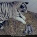 Congratulations Delhi: White Tigress Gave Birth To Three Cubs In Delhis Zoo, People Said – Welcome – बधाई हो दिल्ली: दिल्ली के चिड़ियाघर में सफेद बाघिन ने तीन शावकों को जन्म दिया, लोगों ने कहा