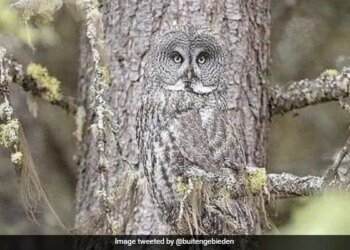 इस उल्लू की सच्चाई क्या है? क्या ये पेड़ है या वाकई में उल्लू है, लोग समझ नहीं पा रहे हैं सच्चाई