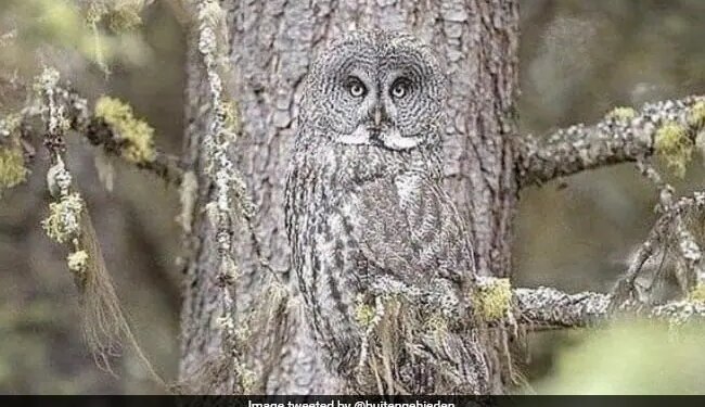 इस उल्लू की सच्चाई क्या है? क्या ये पेड़ है या वाकई में उल्लू है, लोग समझ नहीं पा रहे हैं सच्चाई