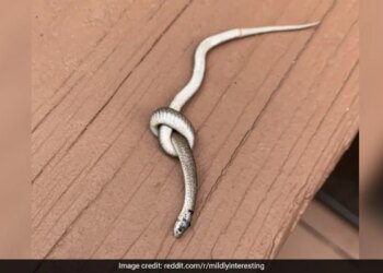 Pic Of Snake Tied In A Knot Spooks Internet Theories Abound See Here