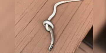 Pic Of Snake Tied In A Knot Spooks Internet Theories Abound See Here