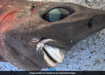 Fisherman Caught Scary Deep Sea Shark With Bulging Eyes And Bizarre Teeth In Australia – बाहर निकली हुई आंखे, अजीब दांत…मछुआरे ने पकड़ी ऐसी खौफनाक शार्क, देखकर लोगों के उड़े होश, बोले