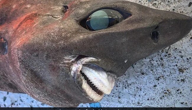 Fisherman Caught Scary Deep Sea Shark With Bulging Eyes And Bizarre Teeth In Australia – बाहर निकली हुई आंखे, अजीब दांत…मछुआरे ने पकड़ी ऐसी खौफनाक शार्क, देखकर लोगों के उड़े होश, बोले