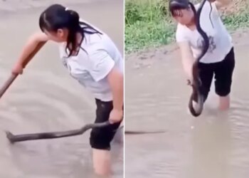 Snake Video: A Video Of Snake Encounter Goes Viral | What To Do If You Encounter A Snake King Cobra Giant Snake Running Away From Woman