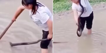 Snake Video: A Video Of Snake Encounter Goes Viral | What To Do If You Encounter A Snake King Cobra Giant Snake Running Away From Woman