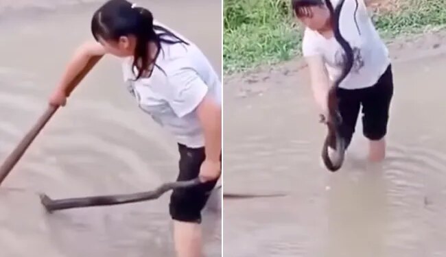 Snake Video: A Video Of Snake Encounter Goes Viral | What To Do If You Encounter A Snake King Cobra Giant Snake Running Away From Woman