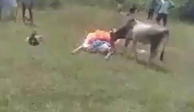 मालिक की मौत पर जोर से रोने लगा बछड़ा, प्यार देख लोगों ने अंतिम संस्कार बछड़े से ही करवाया