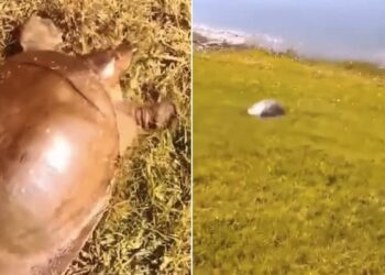 Tortoises Videos: Video Of Tortoises Running Fast Takes Internet By Storm | Turtle Seen Running At Full Speed Video Viral On Social Media