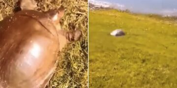 Tortoises Videos: Video Of Tortoises Running Fast Takes Internet By Storm | Turtle Seen Running At Full Speed Video Viral On Social Media
