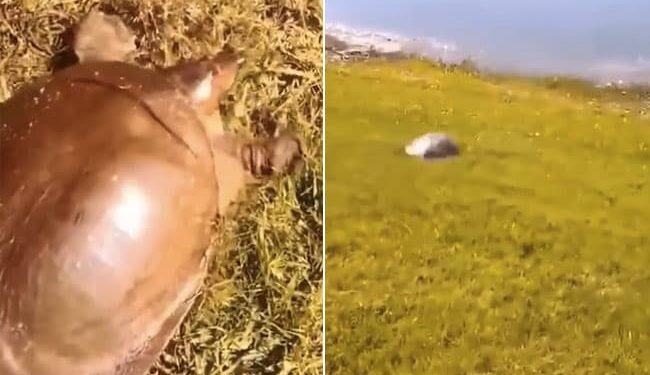 Tortoises Videos: Video Of Tortoises Running Fast Takes Internet By Storm | Turtle Seen Running At Full Speed Video Viral On Social Media