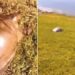Tortoises Videos: Video Of Tortoises Running Fast Takes Internet By Storm | Turtle Seen Running At Full Speed Video Viral On Social Media