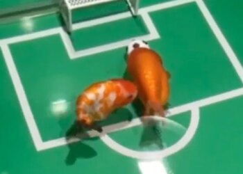 Under The Water, The Fishes Are Playing Football Among Themselves, Watching The Video, You Will Say – How Many Goals? – पानी के अंदर मछलियां आपस में खेल रही हैं फुटबॉल, वीडियो देख कहेंगे