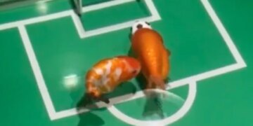 Under The Water, The Fishes Are Playing Football Among Themselves, Watching The Video, You Will Say – How Many Goals? – पानी के अंदर मछलियां आपस में खेल रही हैं फुटबॉल, वीडियो देख कहेंगे