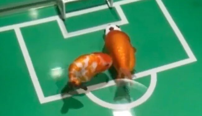Under The Water, The Fishes Are Playing Football Among Themselves, Watching The Video, You Will Say – How Many Goals? – पानी के अंदर मछलियां आपस में खेल रही हैं फुटबॉल, वीडियो देख कहेंगे
