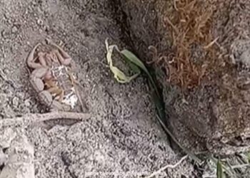 Heart Wrenching Video: Scorpion Facts Watch Baby Scorpions Eat Their Mothers Alive | See How Scorpion Cubs Eat Their Mother And Come Out Of The Stomach