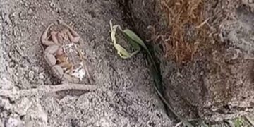 Heart Wrenching Video: Scorpion Facts Watch Baby Scorpions Eat Their Mothers Alive | See How Scorpion Cubs Eat Their Mother And Come Out Of The Stomach