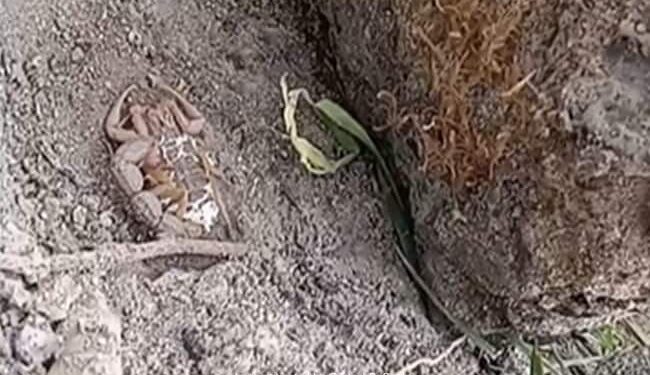 Heart Wrenching Video: Scorpion Facts Watch Baby Scorpions Eat Their Mothers Alive | See How Scorpion Cubs Eat Their Mother And Come Out Of The Stomach