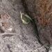 Heart Wrenching Video: Scorpion Facts Watch Baby Scorpions Eat Their Mothers Alive | See How Scorpion Cubs Eat Their Mother And Come Out Of The Stomach
