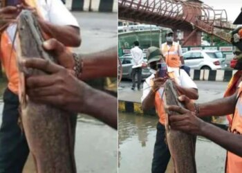Bengaluru Rain: In Rain Hit Bengaluru Fresh Catch On Road Leaves Internet Stunned