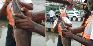 Bengaluru Rain: In Rain Hit Bengaluru Fresh Catch On Road Leaves Internet Stunned
