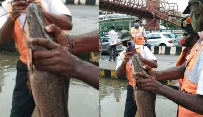 Bengaluru Rain: In Rain Hit Bengaluru Fresh Catch On Road Leaves Internet Stunned