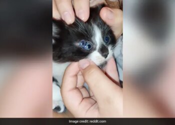 Three Eyed Cat Internet Stunned To See This Viral Video Have You Seen It Yet