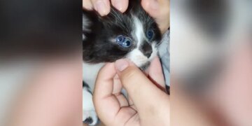 Three Eyed Cat Internet Stunned To See This Viral Video Have You Seen It Yet