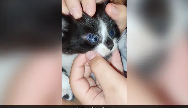 Three Eyed Cat Internet Stunned To See This Viral Video Have You Seen It Yet