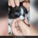 Three Eyed Cat Internet Stunned To See This Viral Video Have You Seen It Yet