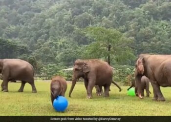 Baby Elephant Playing With Massive Blue Ball Will Make You Smile See Viral Video