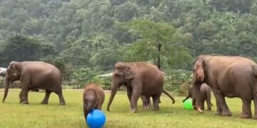 Baby Elephant Playing With Massive Blue Ball Will Make You Smile See Viral Video