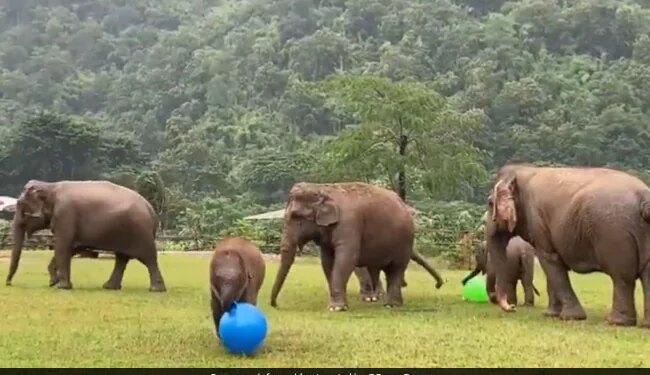 Baby Elephant Playing With Massive Blue Ball Will Make You Smile See Viral Video