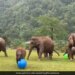 Baby Elephant Playing With Massive Blue Ball Will Make You Smile See Viral Video