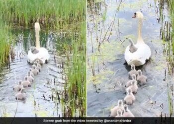 Anand Mahindra Shares Cute Video Of Duckling On Ticketless Ride See Here – बत्तख पानी में तैर रही थी, एक बच्चा उसके ऊपर बैठा था, आनंद महिंद्रा बोले