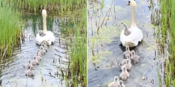 Anand Mahindra Shares Cute Video Of Duckling On Ticketless Ride See Here – बत्तख पानी में तैर रही थी, एक बच्चा उसके ऊपर बैठा था, आनंद महिंद्रा बोले