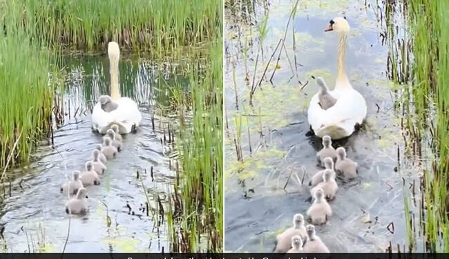 Anand Mahindra Shares Cute Video Of Duckling On Ticketless Ride See Here – बत्तख पानी में तैर रही थी, एक बच्चा उसके ऊपर बैठा था, आनंद महिंद्रा बोले